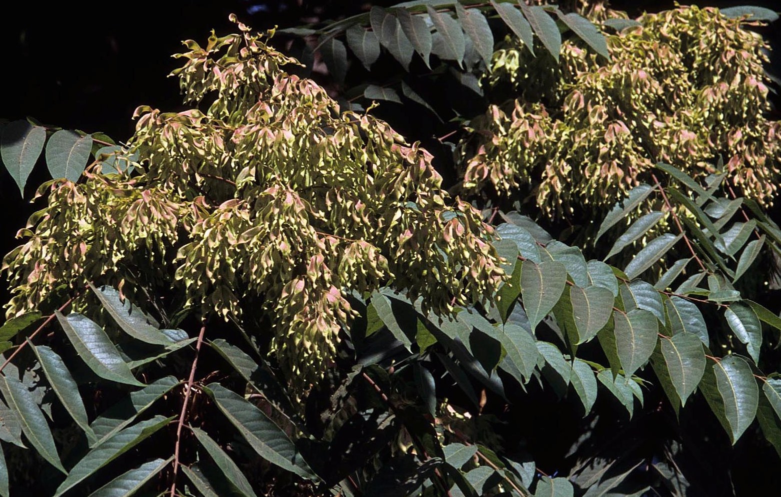 Ailanthus Altissima